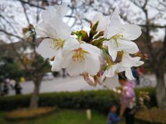 -武汉大学-樱园