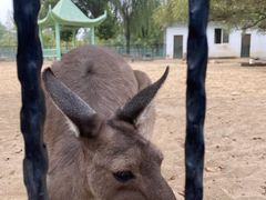 -秦皇岛野生动物园