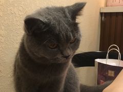 -猫友咖啡店(玉林西路店)