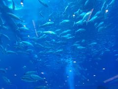 -成都浩海立方海洋公园