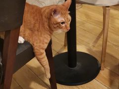 -Cappucimeow猫咪咖啡馆(韦伯时代店)