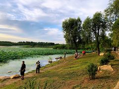 -丁香湖公园