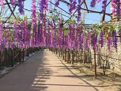 -呀路古热带植物园