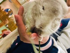 -藦茜花园宠物主题亲子互动体验馆(国顺东路店)