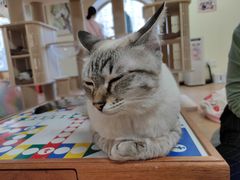 -猫和宫(六道口店)