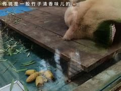 -成都动物园