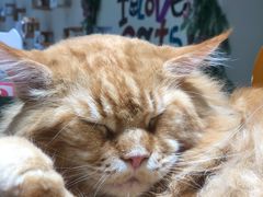 -藏猫猫咖啡主题馆(中央大道店)