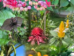 -中国科学院西双版纳热带植物园