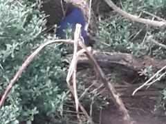 -企鹅岛