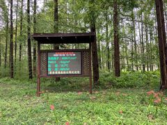 -黄海国家森林公园