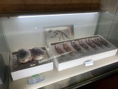 -诸城市恐龙博物馆