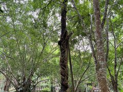 -中国科学院西双版纳热带植物园