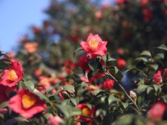 -玄武湖景区-情侣园游乐场