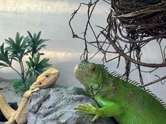 -广州长隆飞鸟乐园