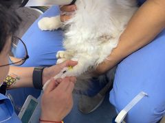 -博特宠物医院24h犬猫全科.骨科·异宠