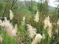 -西湖风景区-江洋畈生态公园