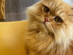 -藏猫猫咖啡主题馆(中央大道店)