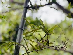 -杭州半山国家森林公园