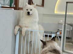 -共舞时光猫咖·狗咖(新街口店)