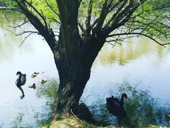 -长兴太湖图影湿地文化园