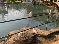 -八大山人梅湖景区