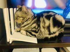 -平行世界·猫咖(首经贸店)