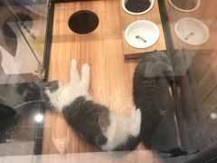 -袖虎·猫馆(体育西路店)