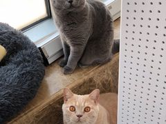 -Catmate·猫肥家润(金润铂宫店)
