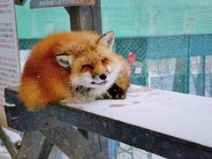 -宫城藏王狐狸村