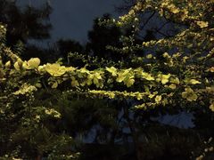 -圣安寺