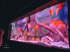 -上海海洋水族馆
