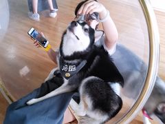 -Husky Go! 哈士奇体验馆·宠物咖啡厅狗咖