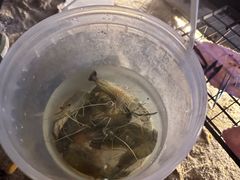 -DGE季风钓虾营地·团建·聚会