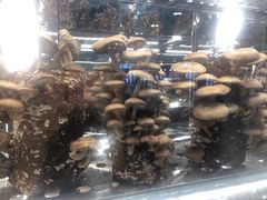 -大头椰·椰子鸡火锅(南宁万象城店)