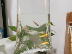 -山东柏宁水族批发广场