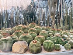 -深圳仙湖植物园