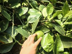 -北戴河集发农业梦想王国