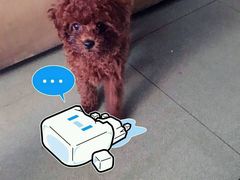 -荣耀金沙动物医院(清江西路店)