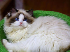 -猫十亿·布偶金渐层·曼基康矮脚猫舍(青年路店)