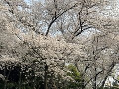 -嘉定紫藤园