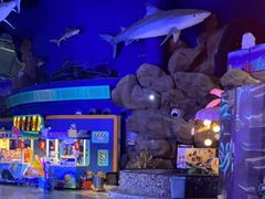 -烟台海昌鲸鲨海洋公园