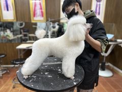 -鑫艺宠物美容培训学校