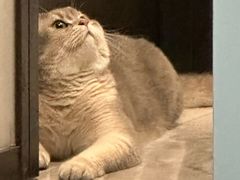 -欣宠猫屋·矮脚拿破仑·蓝金金渐层