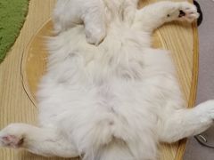 -猫和宫(六道口店)