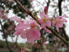 -天适樱花悠乐园