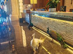 -西双版纳融创皇冠假日度假酒店