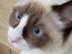 -中农大我爱我爱动物医院·核磁CT·猫病·24小时夜诊中心(石佛营店)