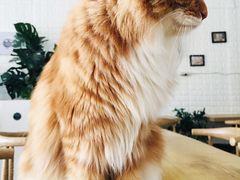 -平行世界·猫咖(首经贸店)