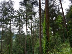 -龙架山森林公园