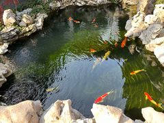 -鲤院·新中式美学·庭院餐厅(夫子庙店)